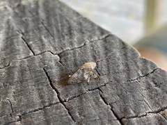 Cephisus siccifolius