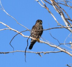 Falco columbarius suckleyi