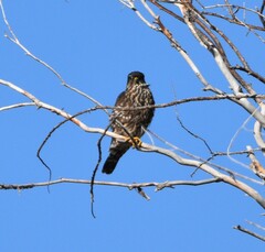 Falco columbarius suckleyi