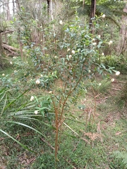 Pimelea ligustrina ligustrina