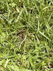 Erythrodiplax umbrata