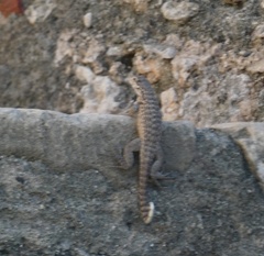 Leiocephalus carinatus