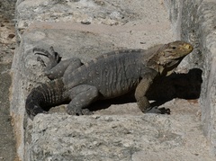 Cyclura nubila