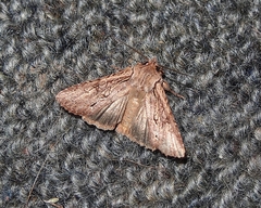 Ichneutica averilla