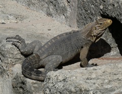 Cyclura nubila
