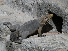 Cyclura nubila