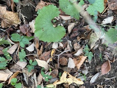 Erysiphe cruciferarum