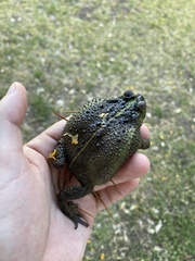 Rhinella dorbignyi