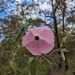 Hibiscus splendens - Photo (c) callumadams, some rights reserved (CC BY-NC)