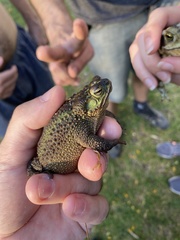 Rhinella dorbignyi