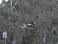 Egretta novaehollandiae