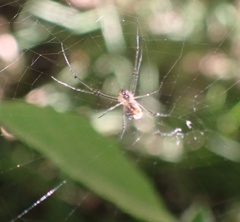 Leucauge regnyi