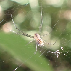 Leucauge regnyi
