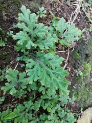 Selaginella