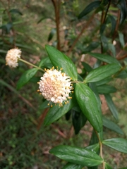 Pimelea ligustrina ligustrina