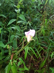 Impatiens chinensis