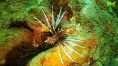 Pterois