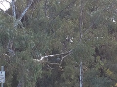 Egretta novaehollandiae