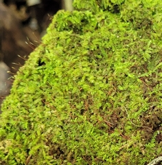 Racopilum cuspidigerum