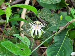 Passiflora rubra