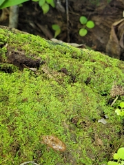 Racopilum cuspidigerum