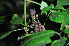 Acanthosaura lepidogaster