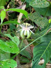 Passiflora rubra