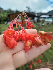 Begonia coccinea