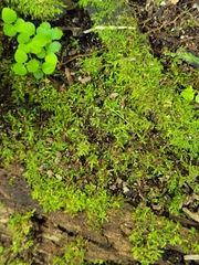 Racopilum cuspidigerum