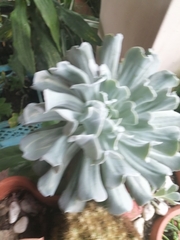 Echeveria runyonii