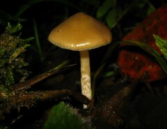 Psilocybe caerulescens