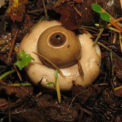 Geastrum