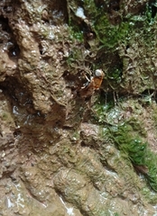Palpada mexicana