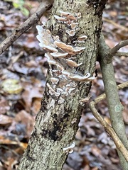 Gloeoporus dichrous