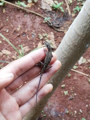 Anolis