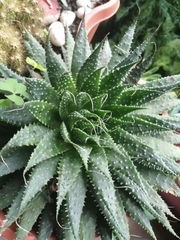 Aristaloe