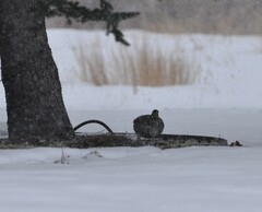 Tympanuchus phasianellus