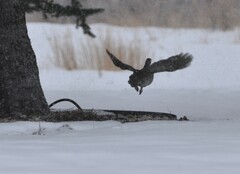 Tympanuchus phasianellus