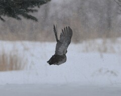 Tympanuchus phasianellus