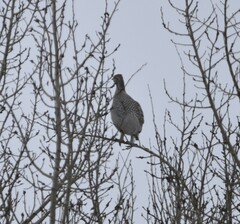 Tympanuchus phasianellus