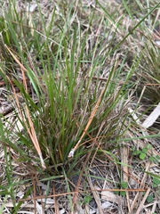 Eragrostis elliottii