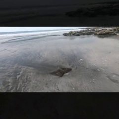 Myliobatis peruvianus