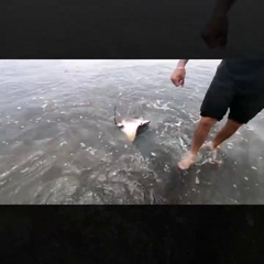 Myliobatis peruvianus