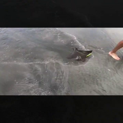 Myliobatis peruvianus