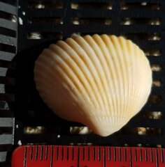 Arcoidea