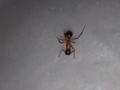 Camponotus atriceps