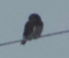 Glaucidium gnoma