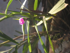 Dimerandra emarginata