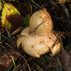Geastrum