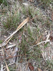 Eragrostis elliottii